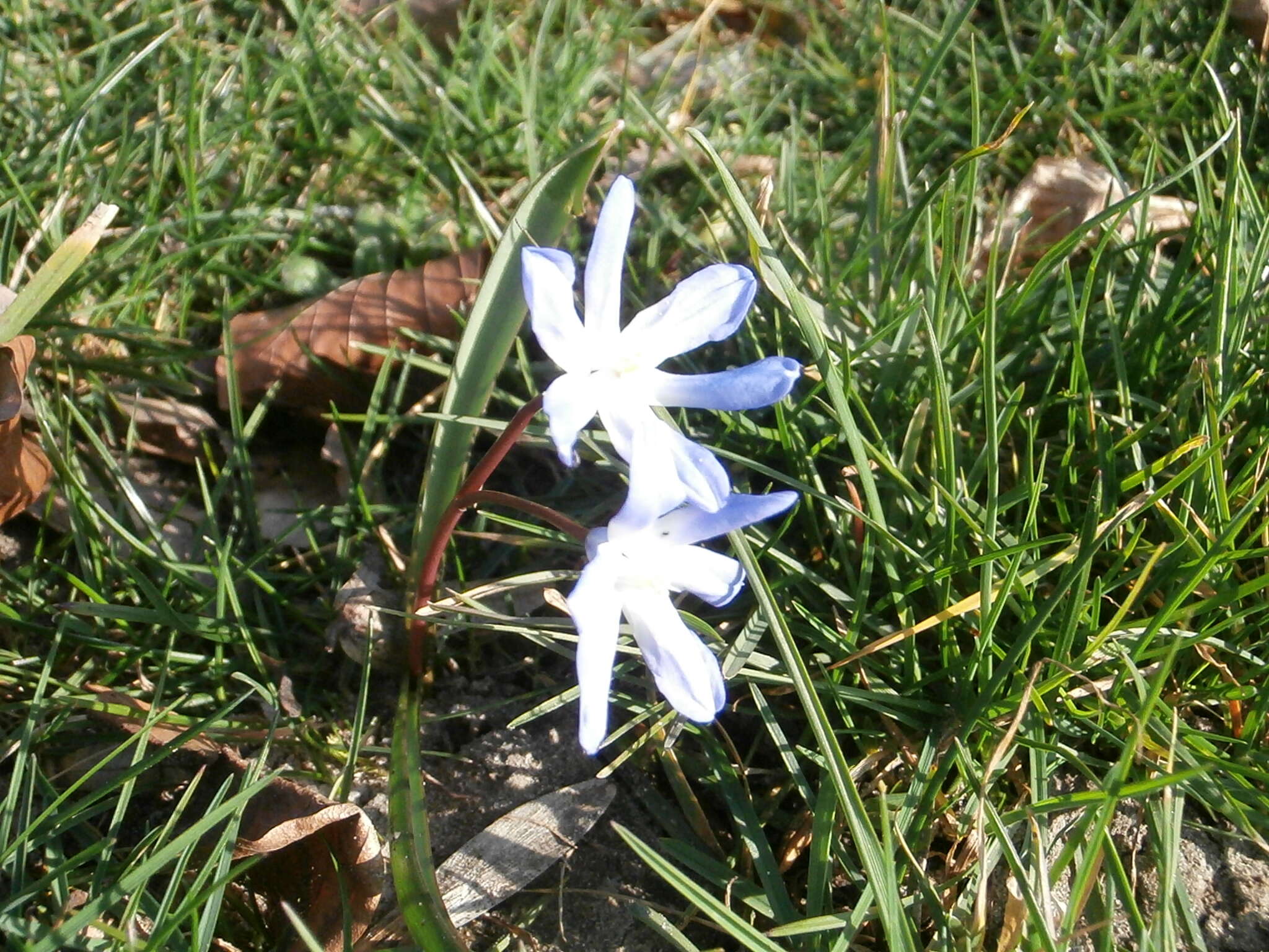 Image de Scilla luciliae (Boiss.) Speta