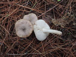 Imagem de Tricholoma orirubens Quél. 1872