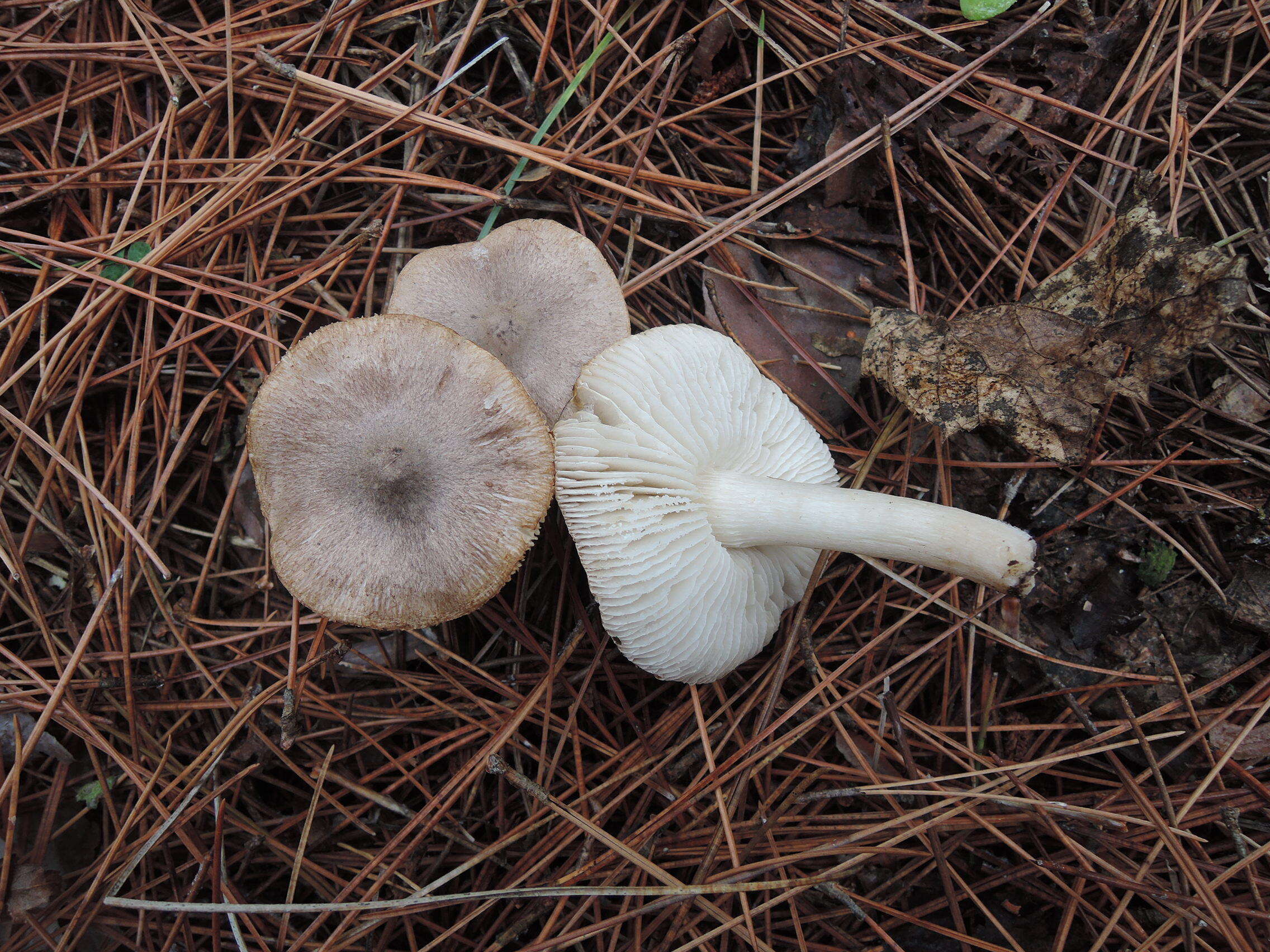 Plancia ëd Tricholoma orirubens Quél. 1872