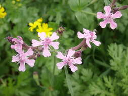 Silene aegyptiaca (L.) L. fil.的圖片