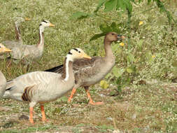 Image of Taiga Bean Goose