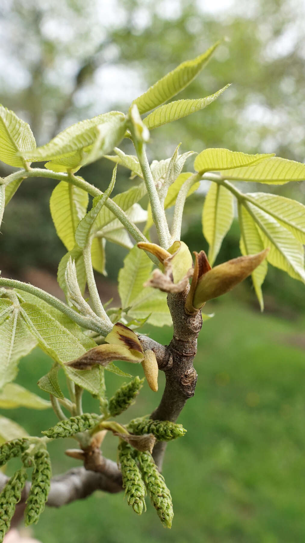 Image of nutmeg hickory