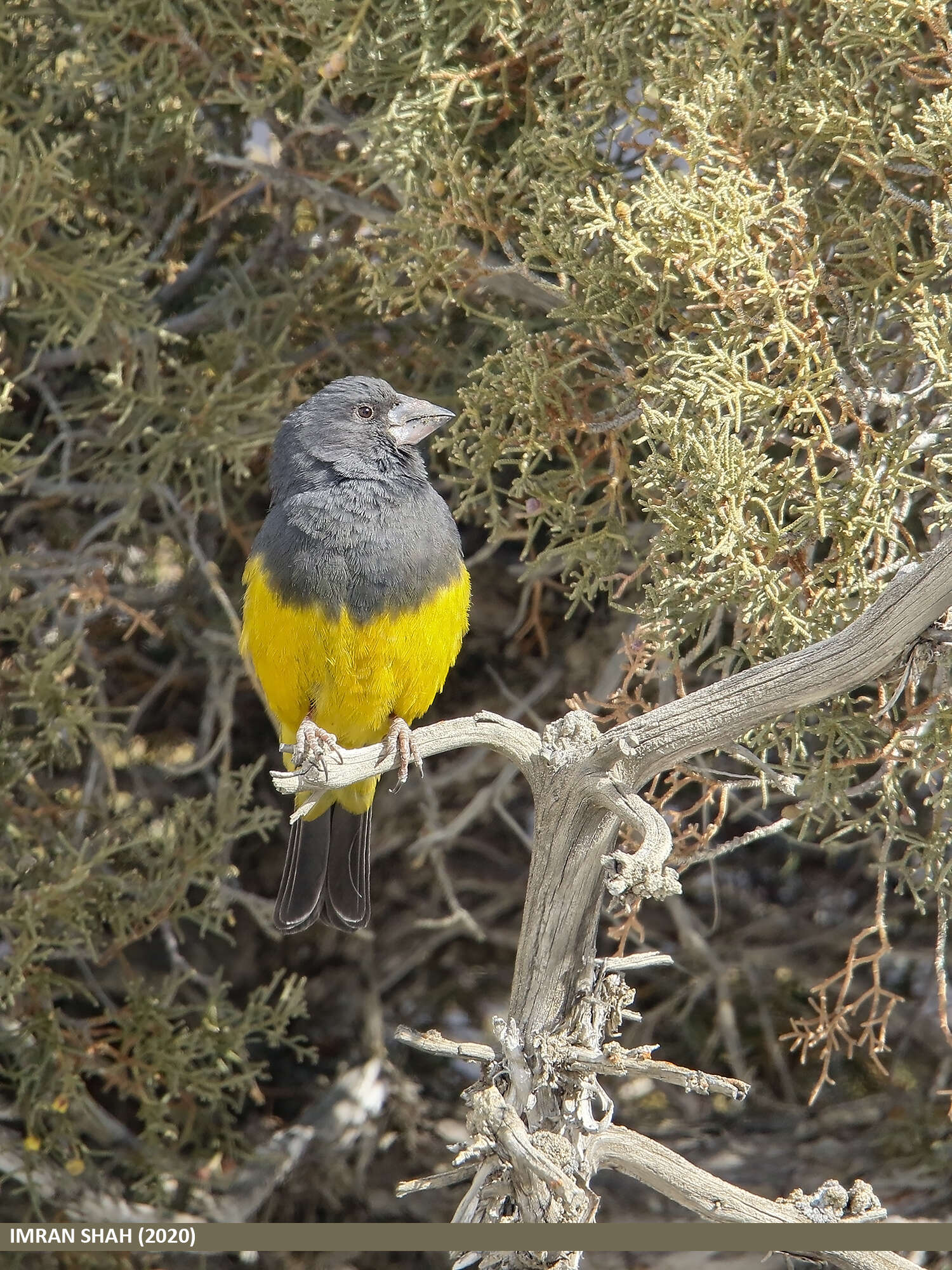 Image of White-winged Grosbeak