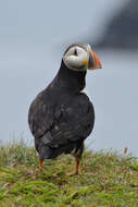 Image of Puffin