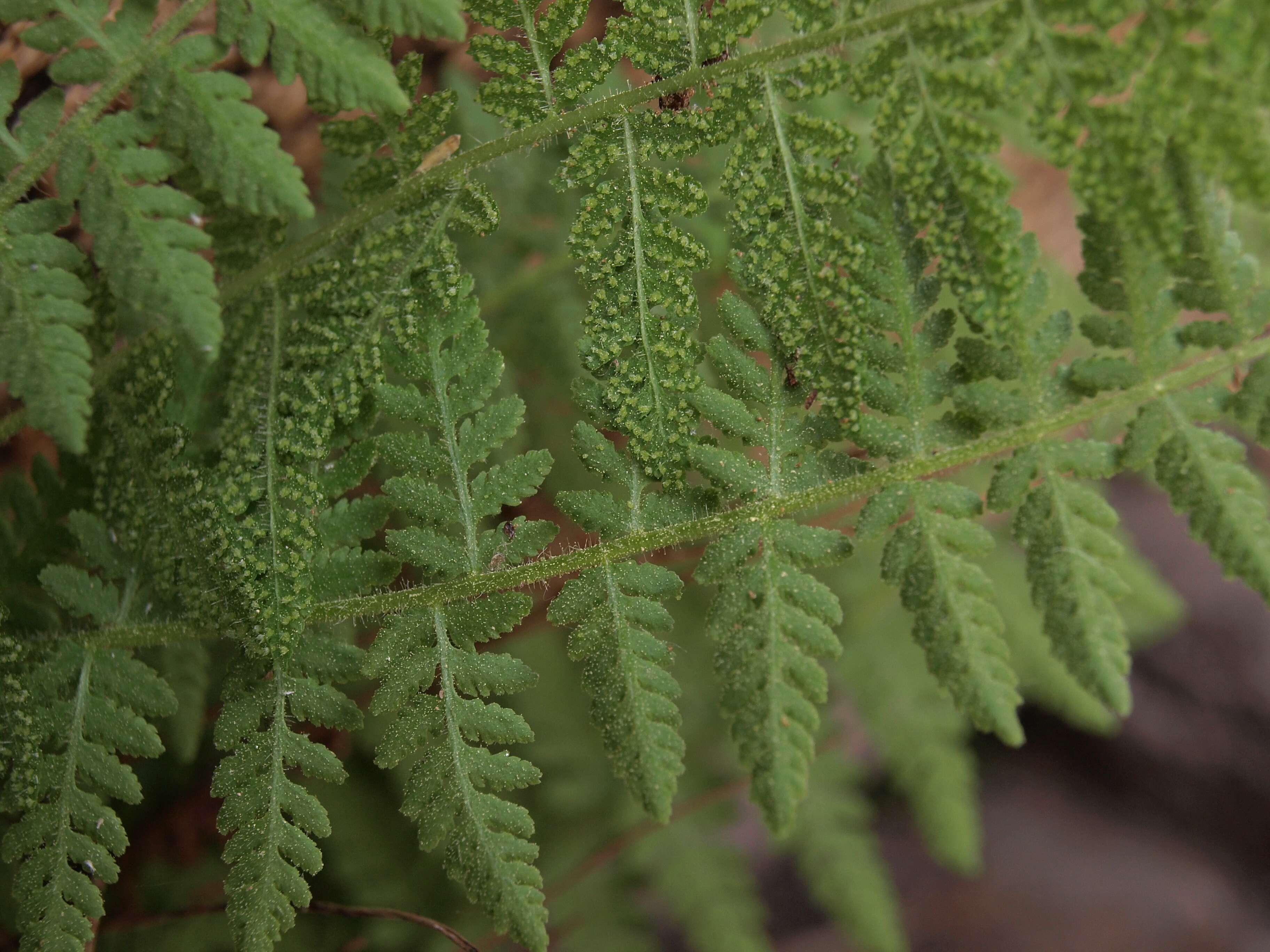 Image of Rocky Mountain woodsia