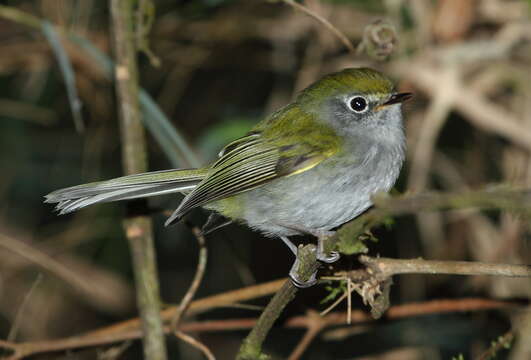 Phylloscartes difficilis (Ihering, H, Ihering & R 1907)的圖片