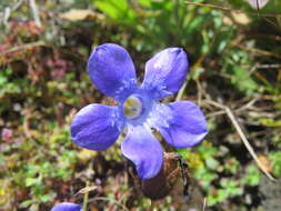 Image of Cyananthus lobatus Wall. ex Benth.