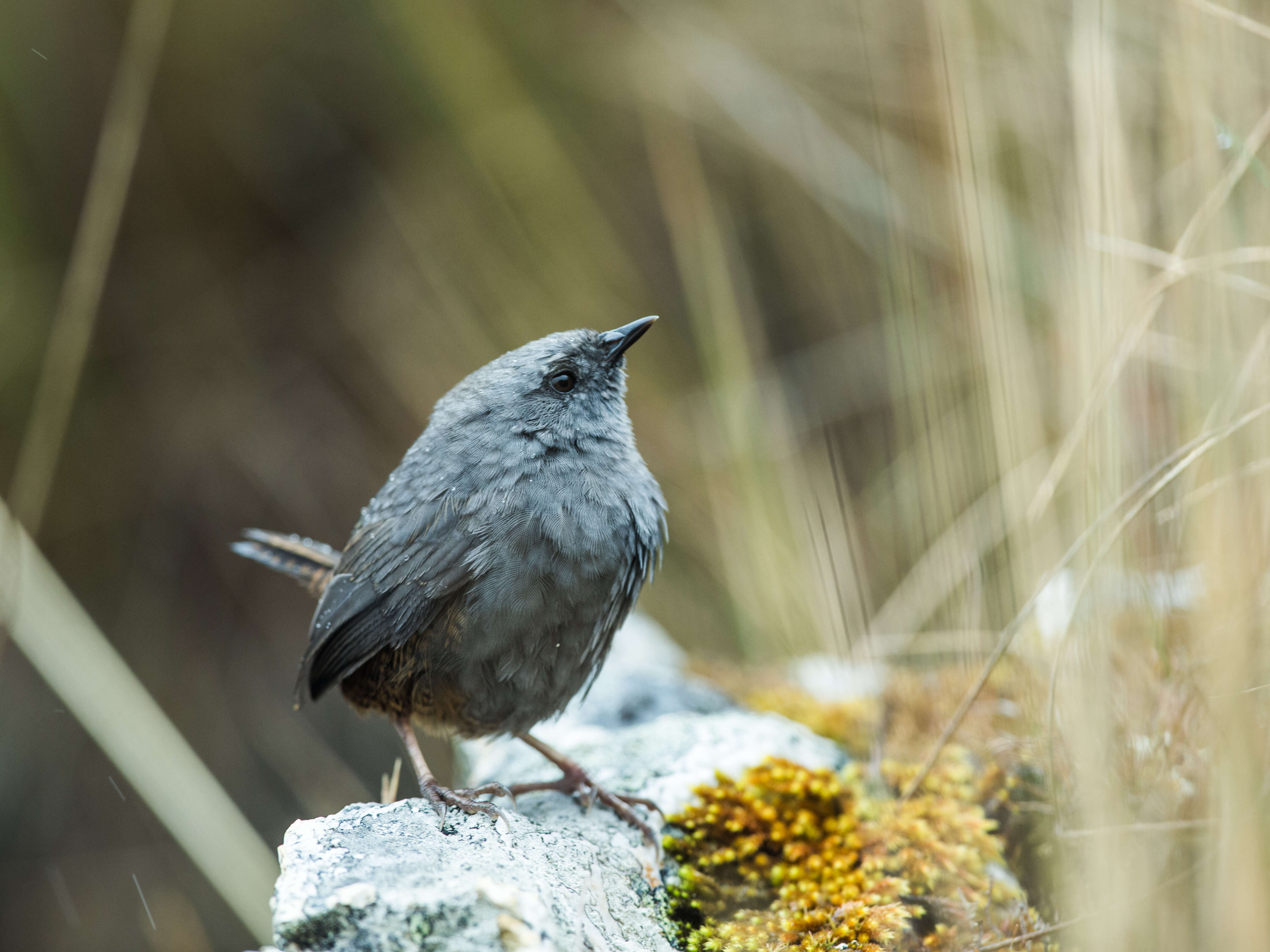 Image of Jalca Tapaculo