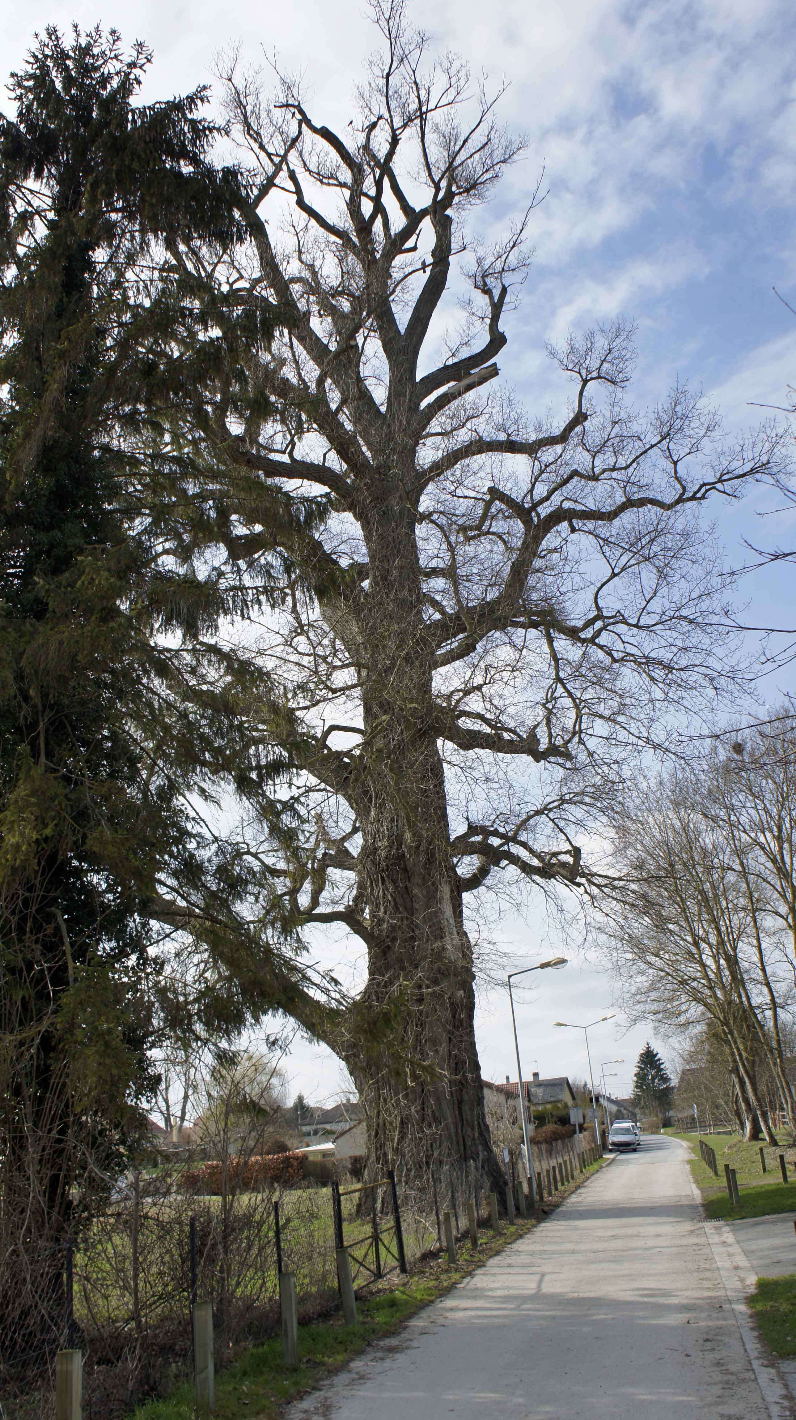 Image of Black Poplar