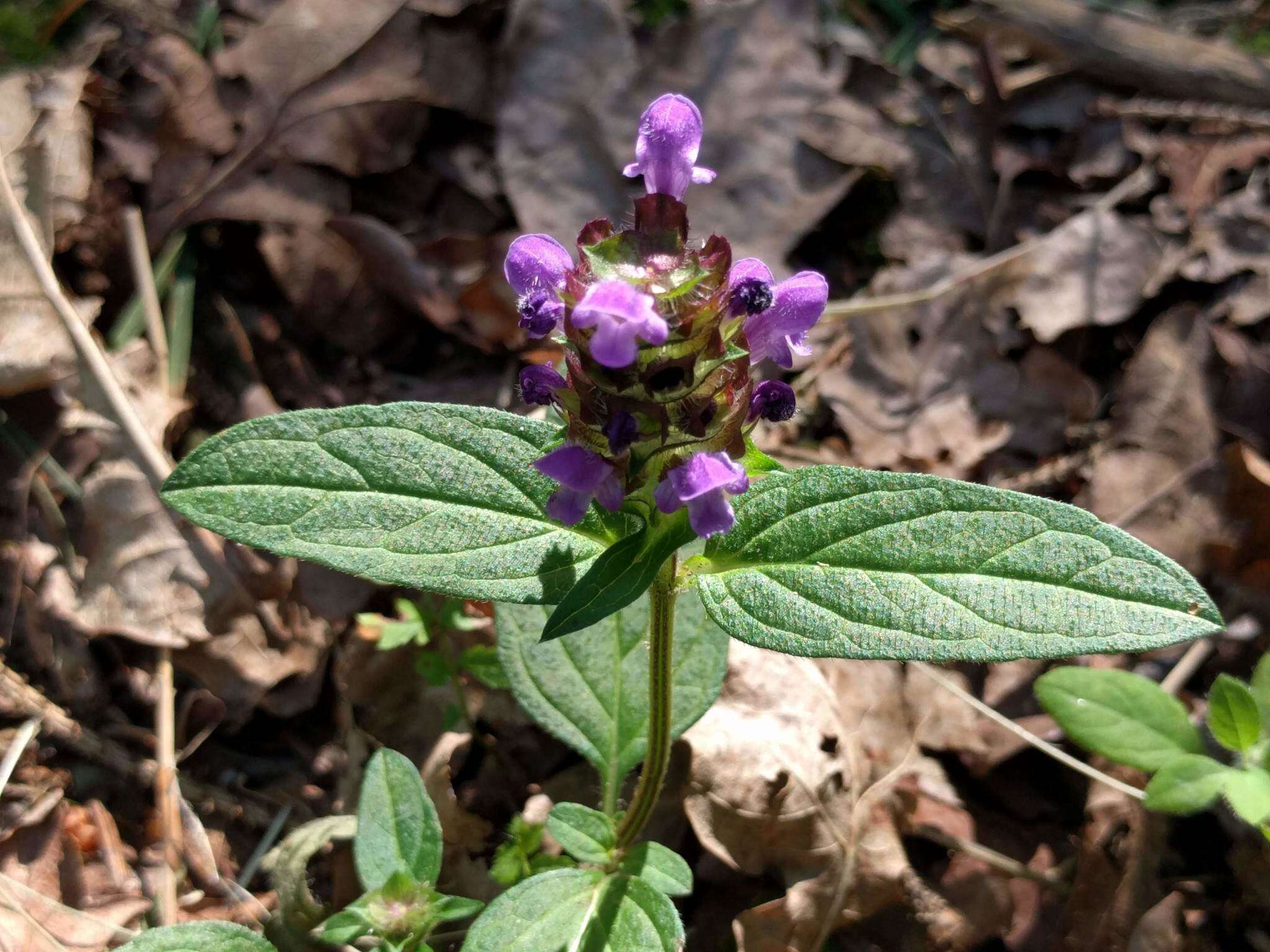 Image of common selfheal