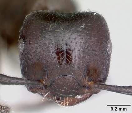 Image of Crematogaster ampla