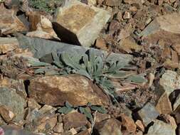 Image of silverleaf phacelia