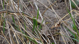 Image of Thamnophis sirtalis sirtalis (Linnaeus 1758)