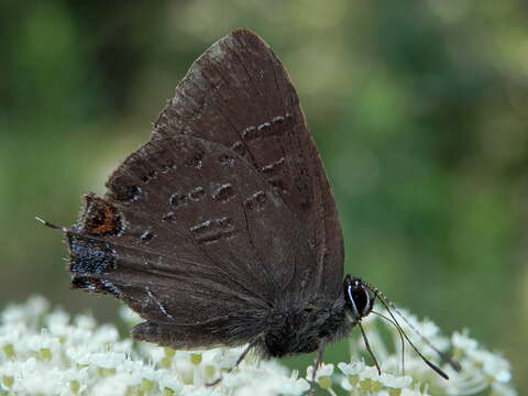 Image of Banded Hairstreak