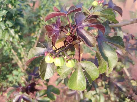 Image of bellyache bush