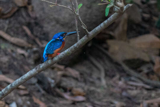 Alcedo meninting Horsfield 1821 resmi