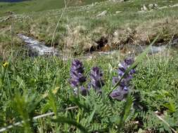 Image of Ajuga orientalis L.