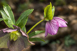 Image of lenten-rose