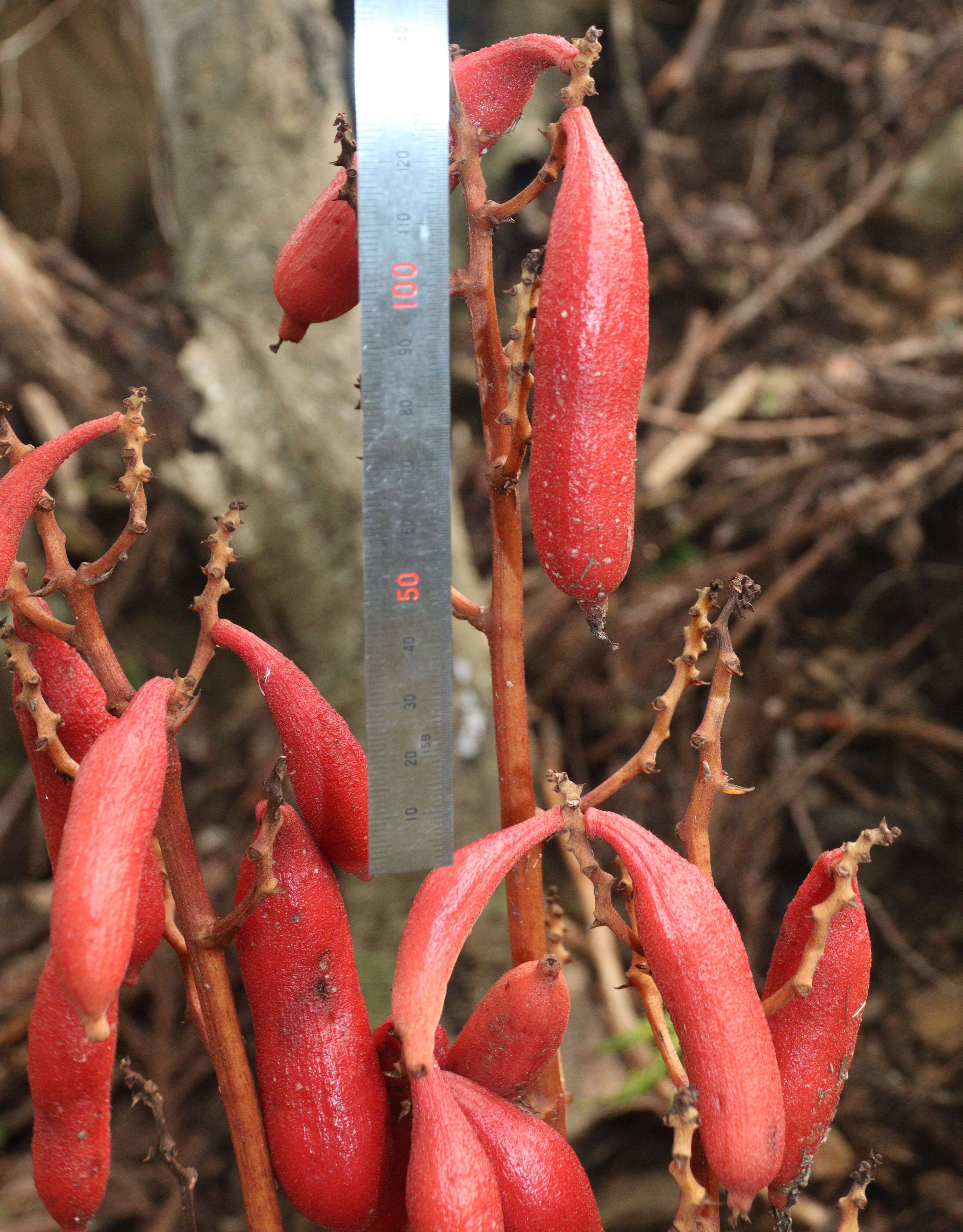 Image of Cyrtosia septentrionalis (Rchb. fil.) Garay