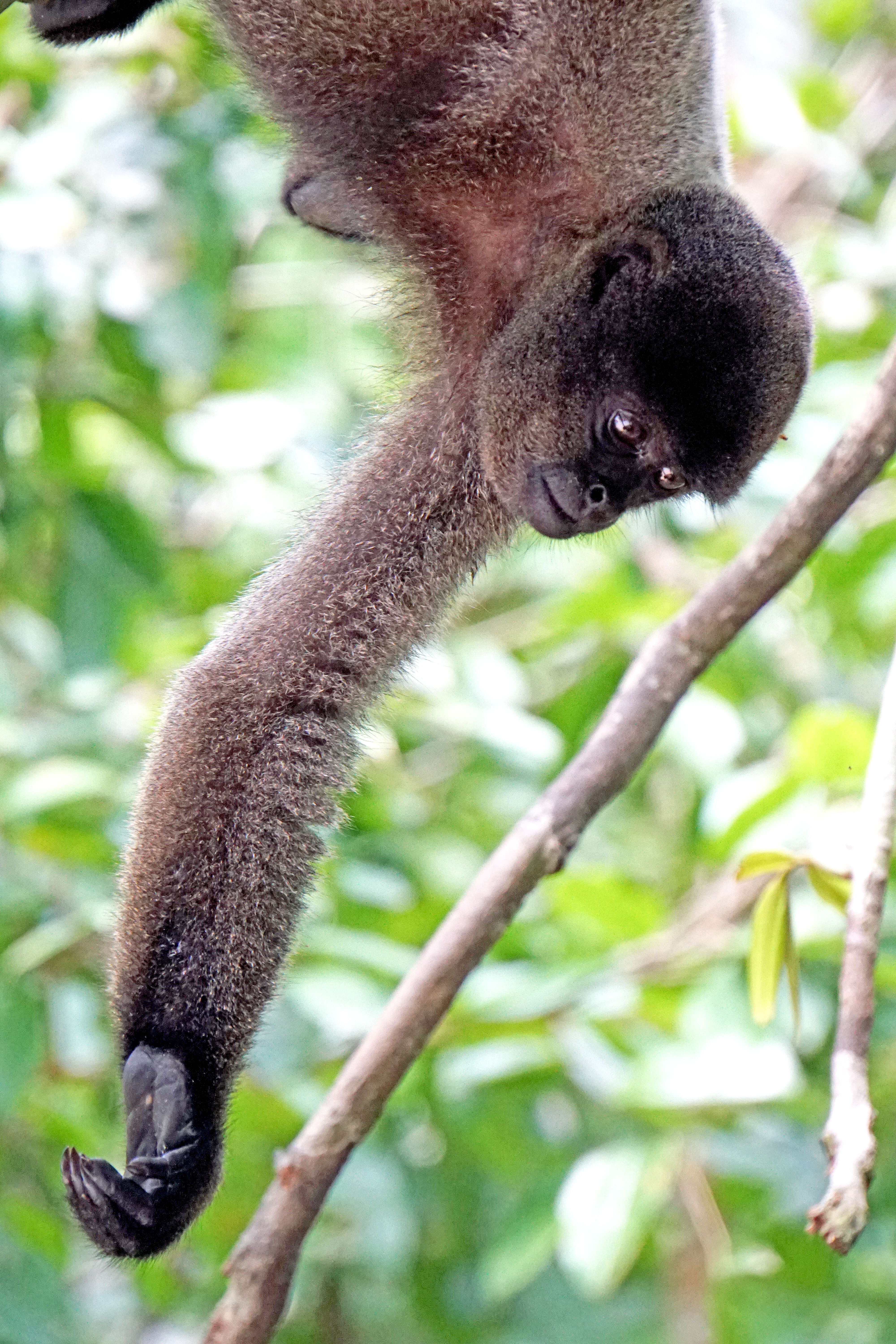 Image of Geoffroy's Woolly Monkey
