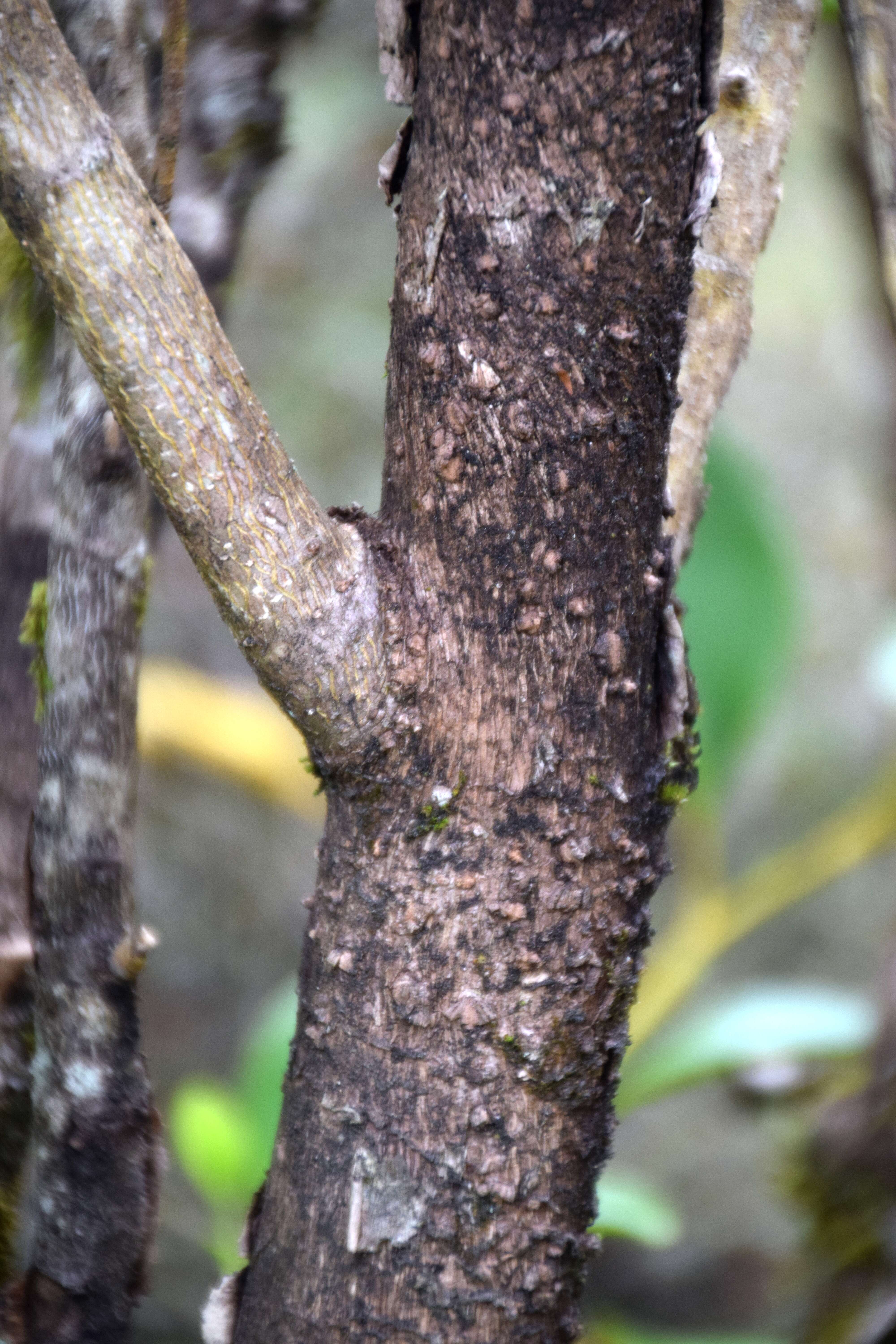 Image of Griselinia littoralis (Raoul) Raoul