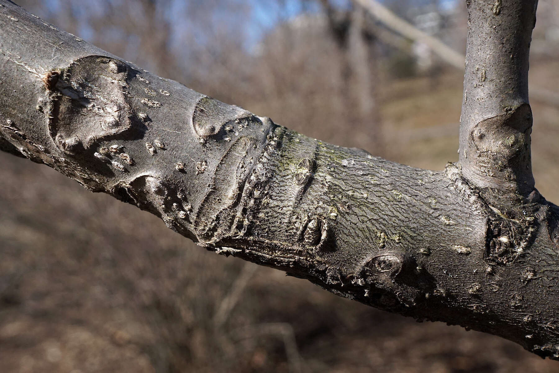 Image of Juglans ailantifolia