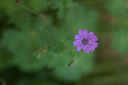 Image of hedgerow geranium