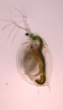 Image of Daphnia