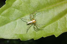 Image of Oxyopes shweta Tikader 1970