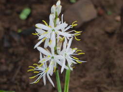 Image of Chlorophytum borivilianum Santapau & R. R. Fern.