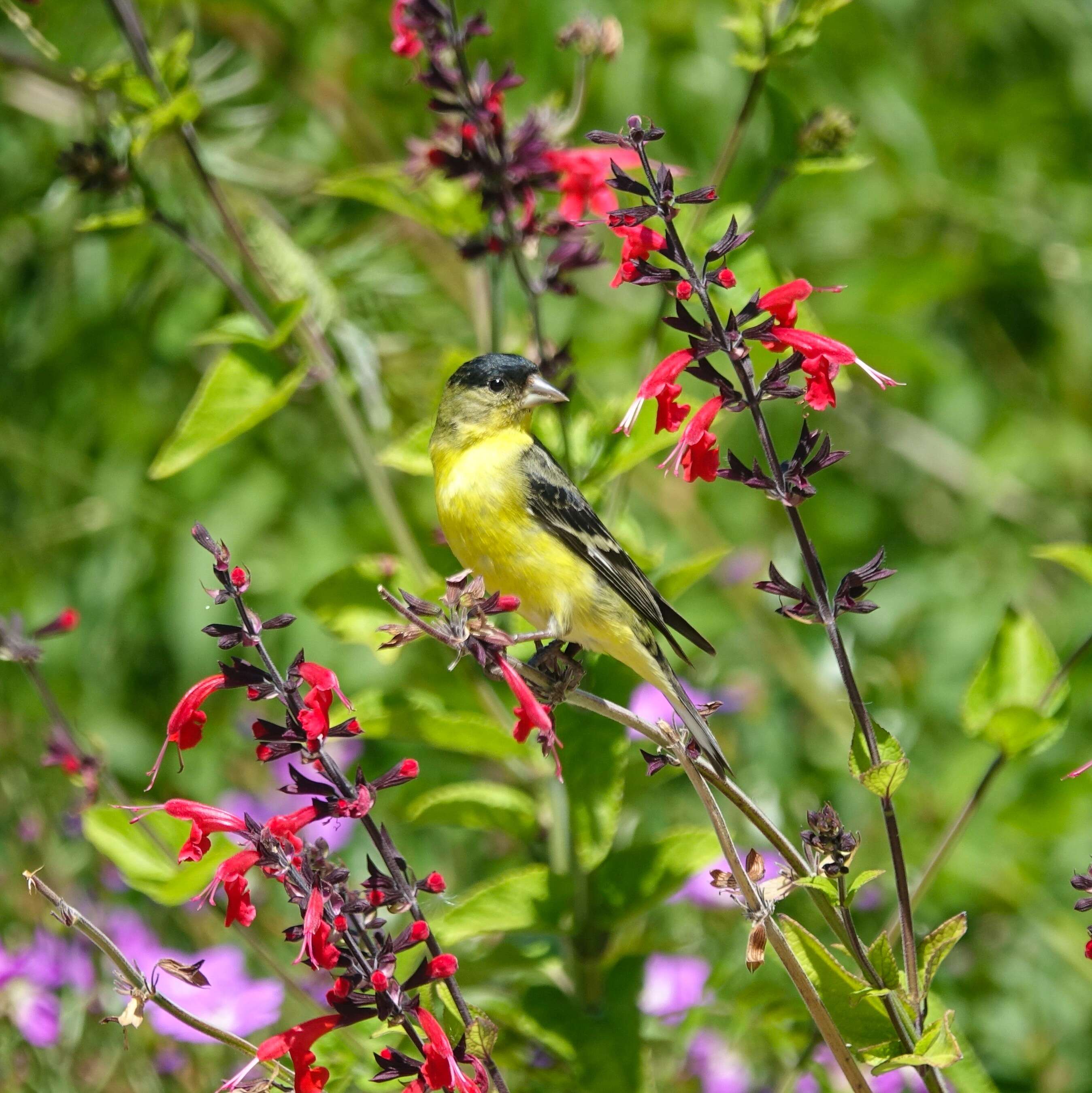 Image of Lesser Goldfinch