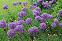 Image of Allium giganteum Regel