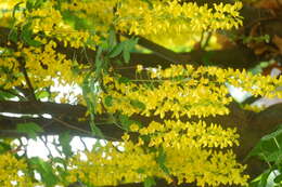 Image of Common Laburnum