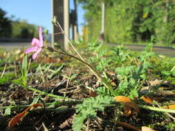 Image of Common Stork's-bill