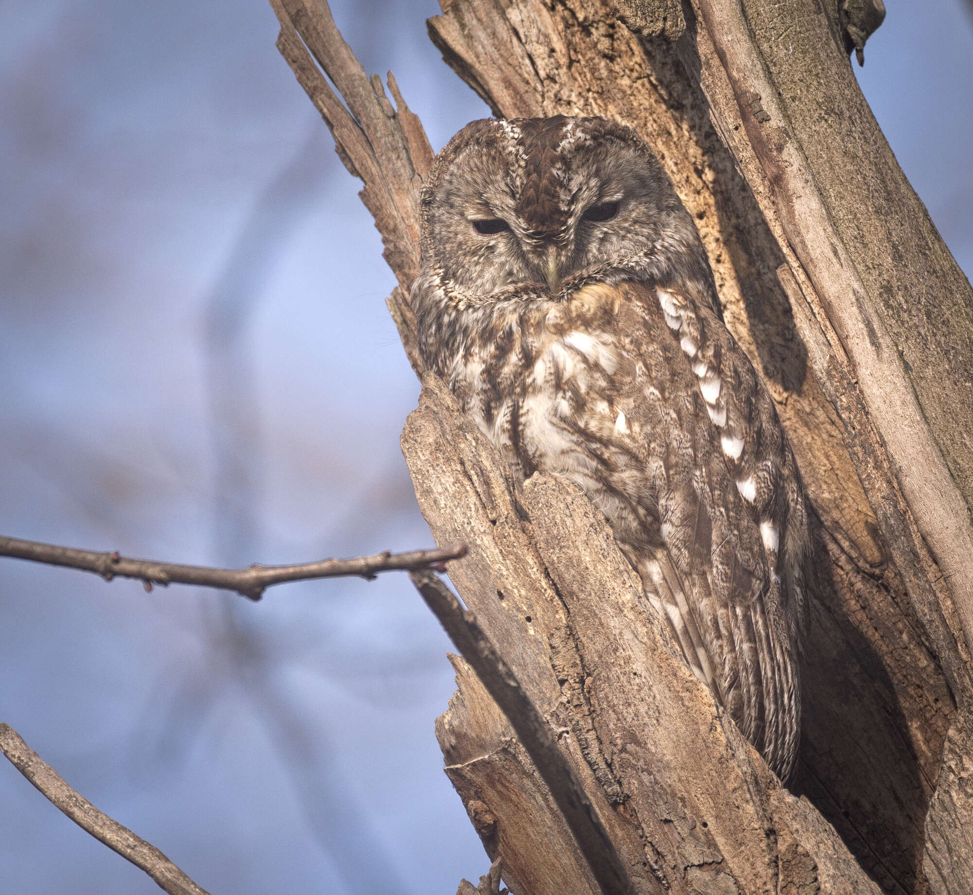 Image of Tawny Owl