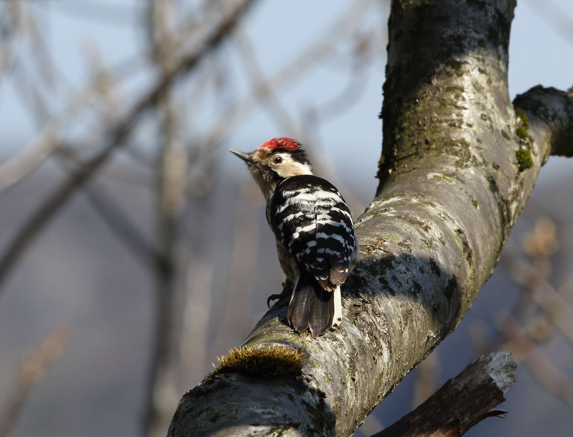 Image of Lesser Spotted Woodpecker