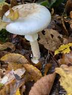 Image of False deathcap