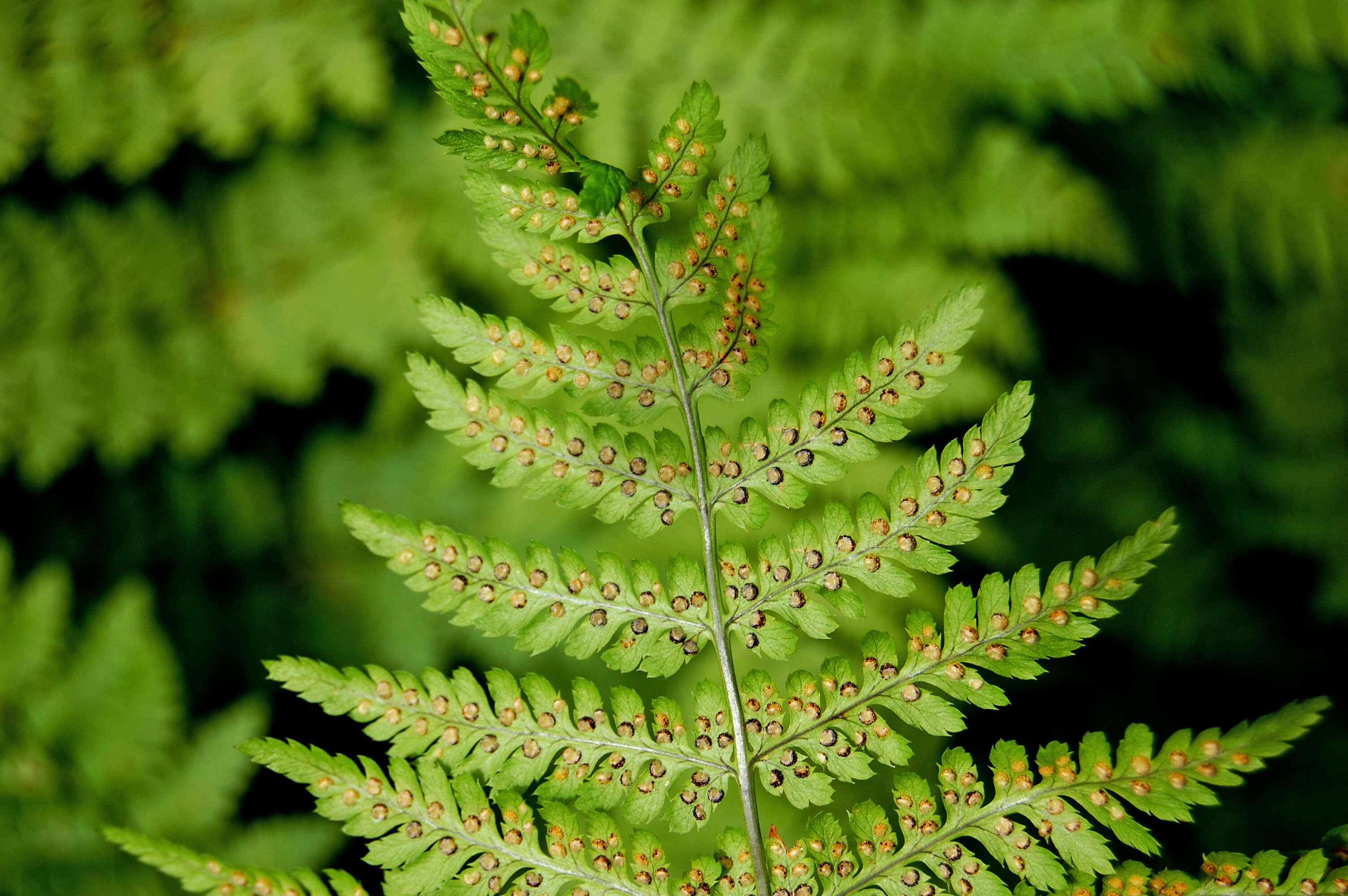 Image of mountain woodfern