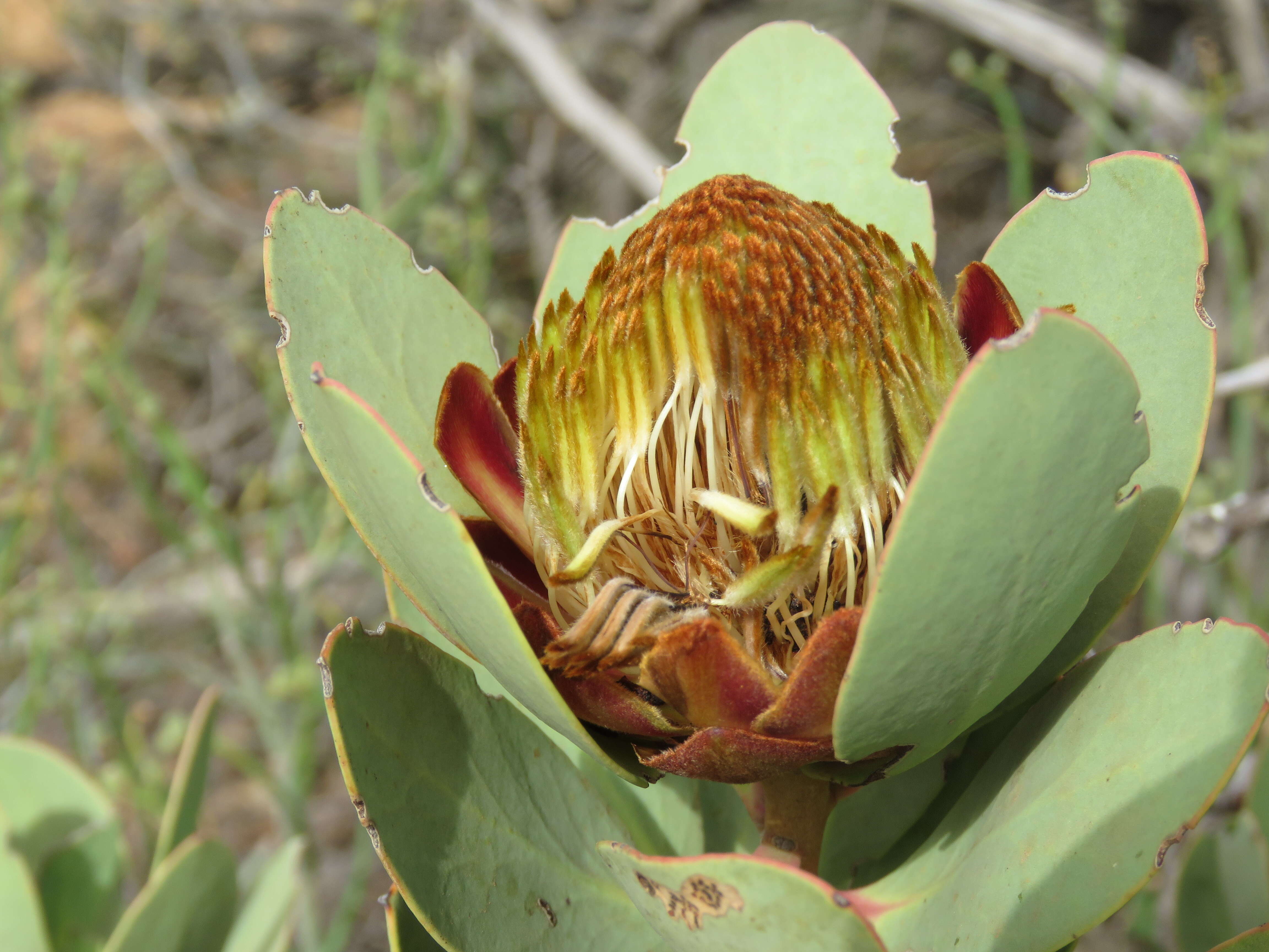 Image of clanwilliam sugarbush