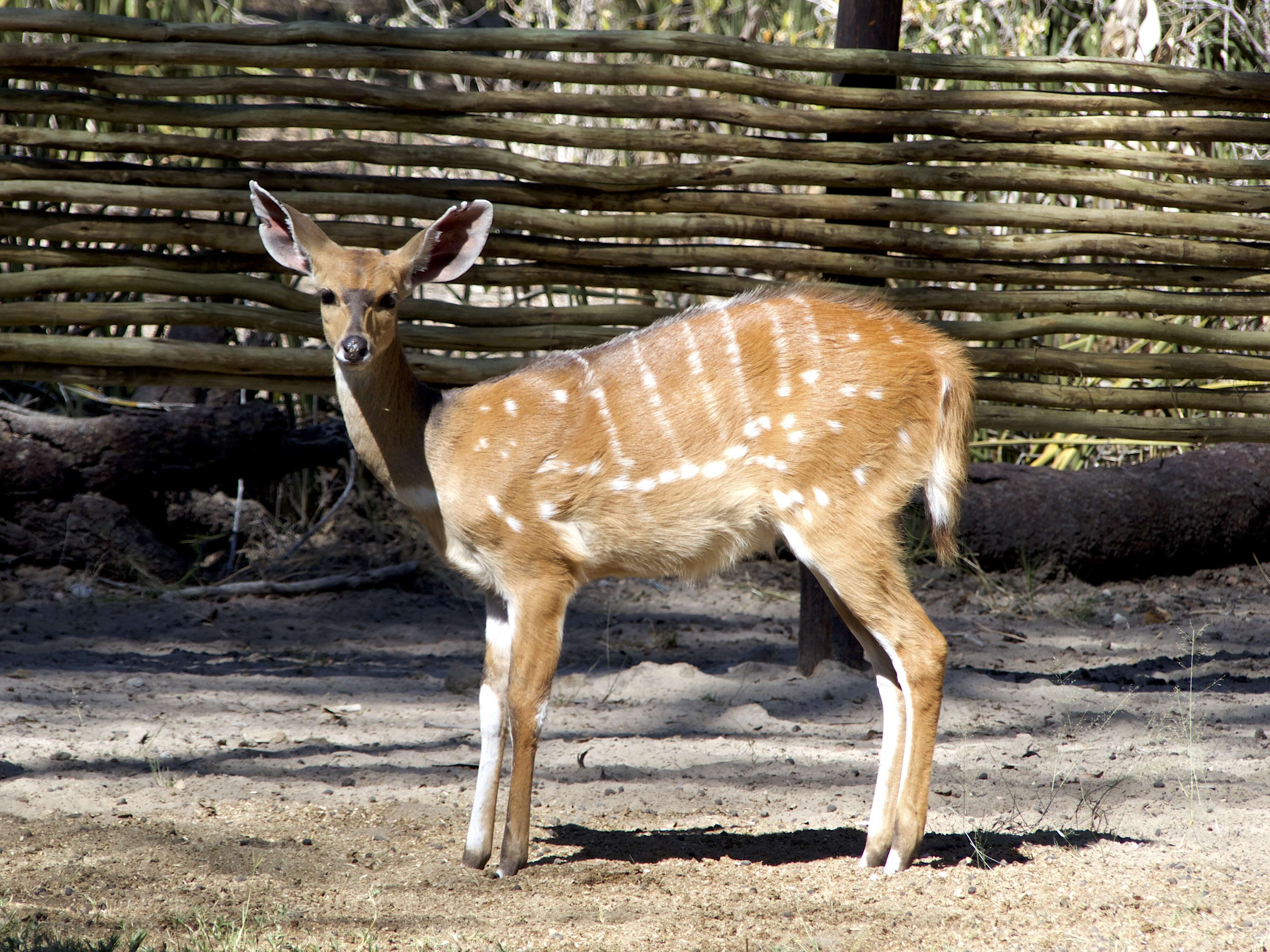 Image of Tragelaphus sylvaticus