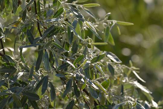 Image of Pyrus salicifolia Pall.