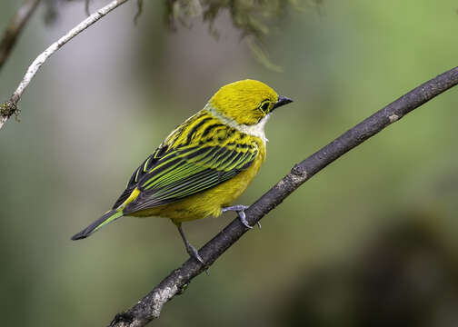 Image of Silver-throated Tanager