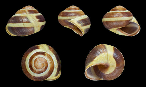 Image of Brown Lipped Snail