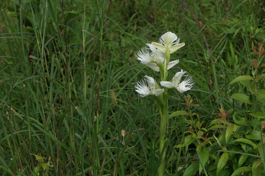 Слика од Pecteilis gigantea (Sm.) Raf.