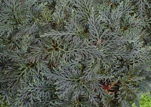 Image of Selaginella erythropus (Mart.) Spring