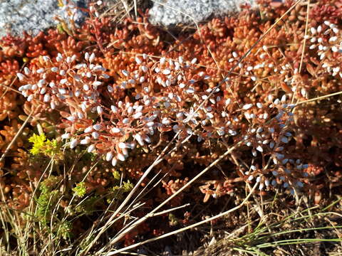 Image of White Stonecrop