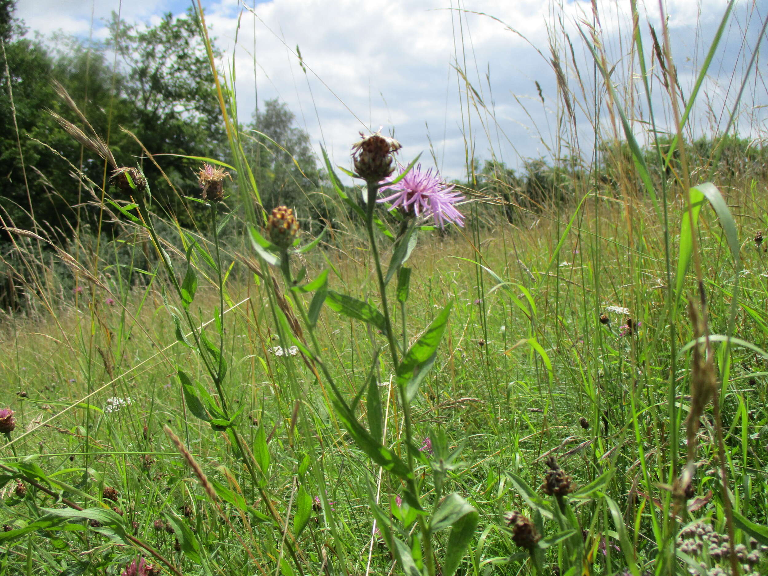 Image of brown knapweed