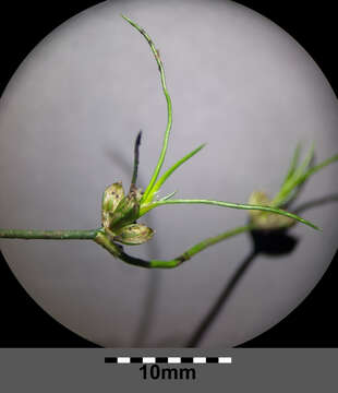 Juncus bulbosus L.的圖片