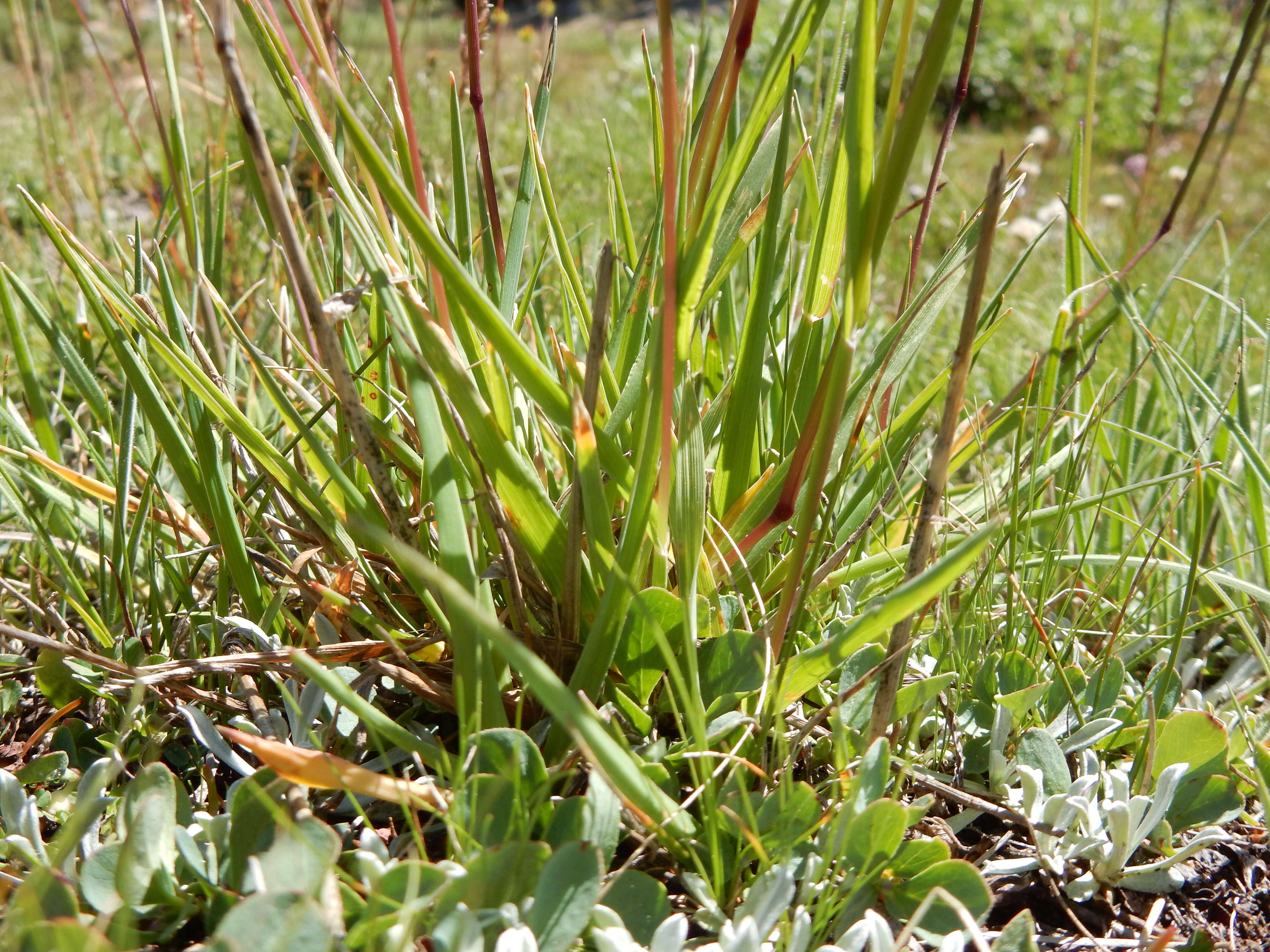 Image of alpine timothy