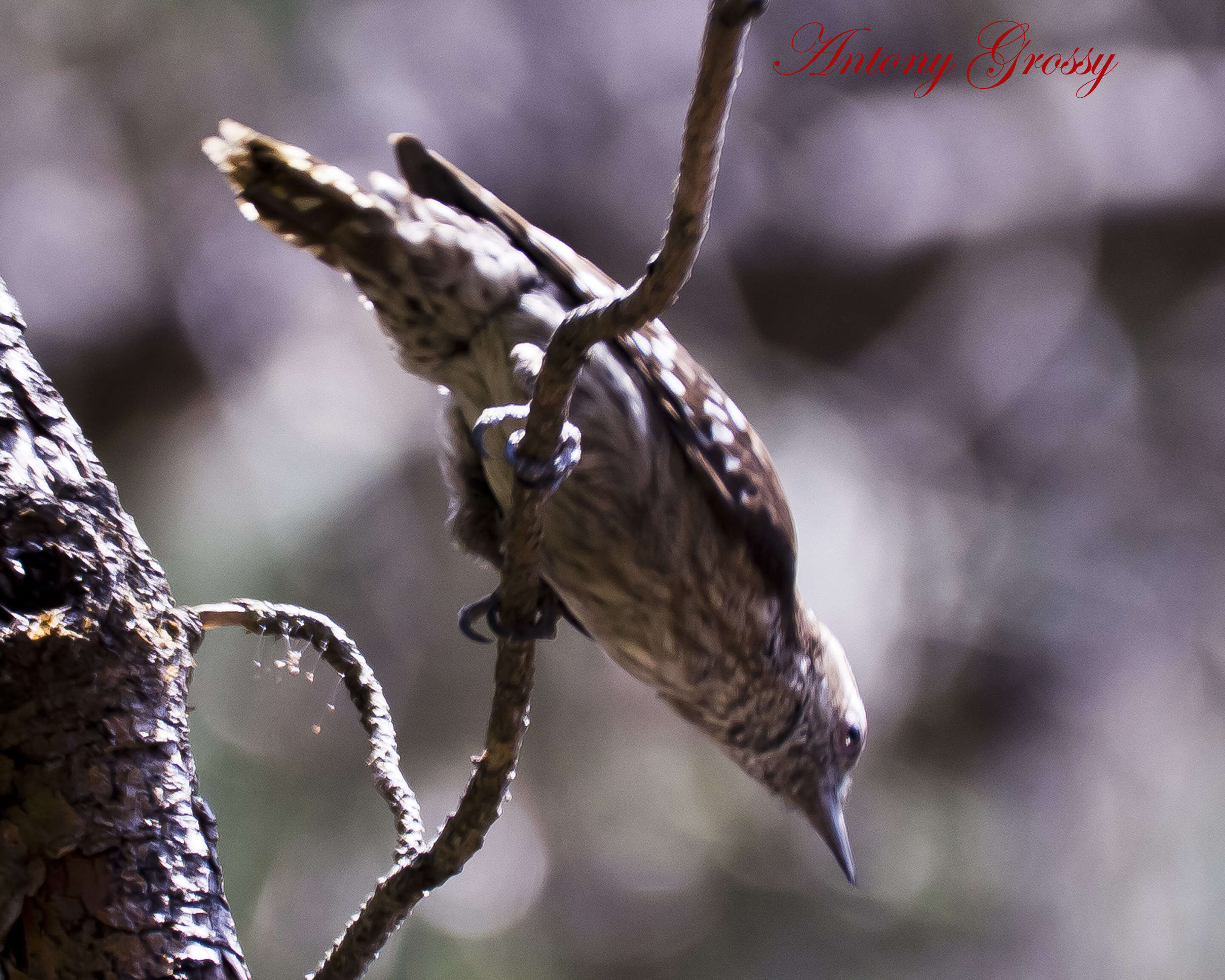 Image of Brown-capped Pygmy Woodpecker